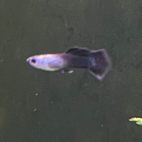 the-fish-farm Guppy Mini Panda Guppy - Male Buy Male Mini Panda Guppies from The Fish Farm Australia