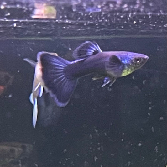 the-fish-farm Guppy Moscow Blue Guppy - Male 3-4cm Buy Moscow Blue Guppy Males direct from The Fish Farm