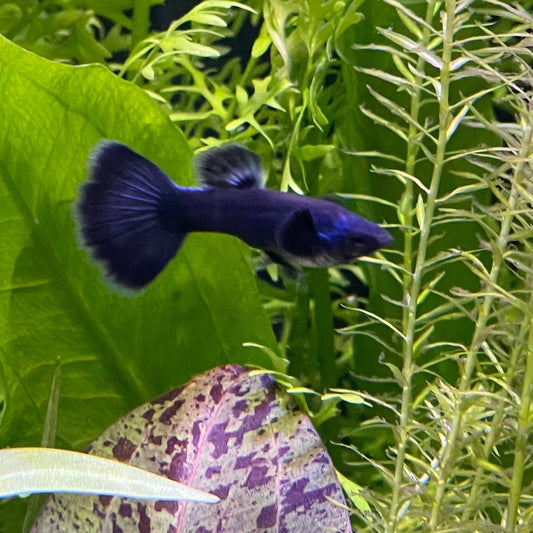 the-fish-farm Guppy Moscow Blue Guppy - Male 3-4cm Buy Moscow Blue Guppy Males direct from The Fish Farm