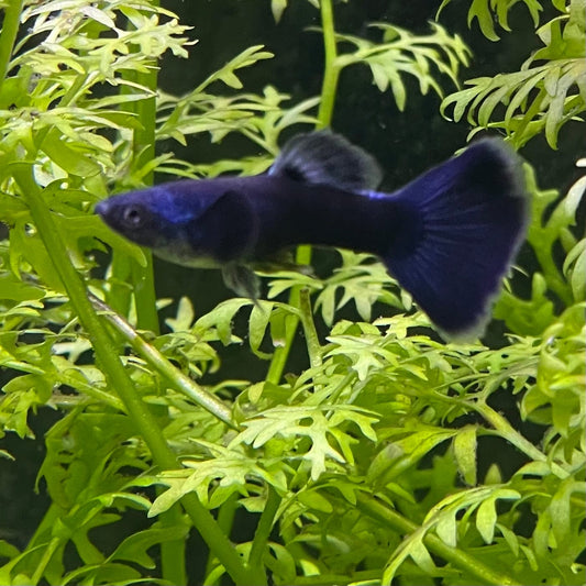 the-fish-farm Guppy Moscow Blue Guppy - Male 3-4cm Buy Moscow Blue Guppy Males direct from The Fish Farm