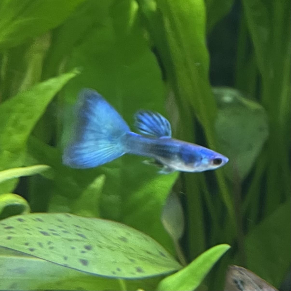 the-fish-farm Guppy Moscow Green Guppy - Male 3-4cm Buy Aquarium Fish and Male Moscow Green Guppies The Fish Farm Australia