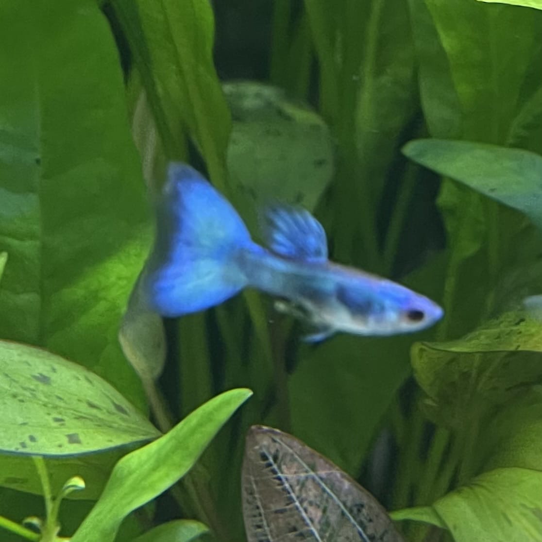 the-fish-farm Guppy Moscow Green Guppy - Male 3-4cm Buy Aquarium Fish and Male Moscow Green Guppies The Fish Farm Australia