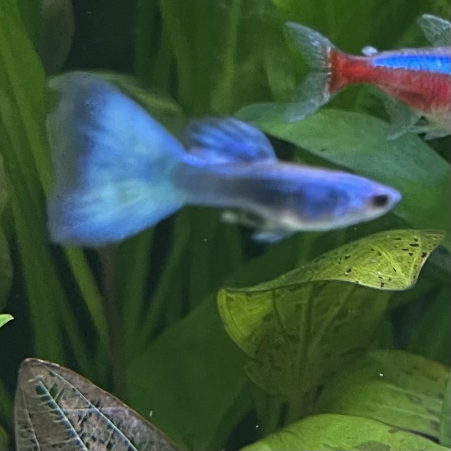 the-fish-farm Guppy Moscow Green Guppy - Male 3-4cm Buy Aquarium Fish and Male Moscow Green Guppies The Fish Farm Australia