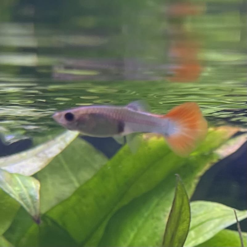 the-fish-farm Guppy Neon Firetail Guppy - Female 3-4cm Buy aquarium fish and Neon Firetail female Guppies from The Fish Farm