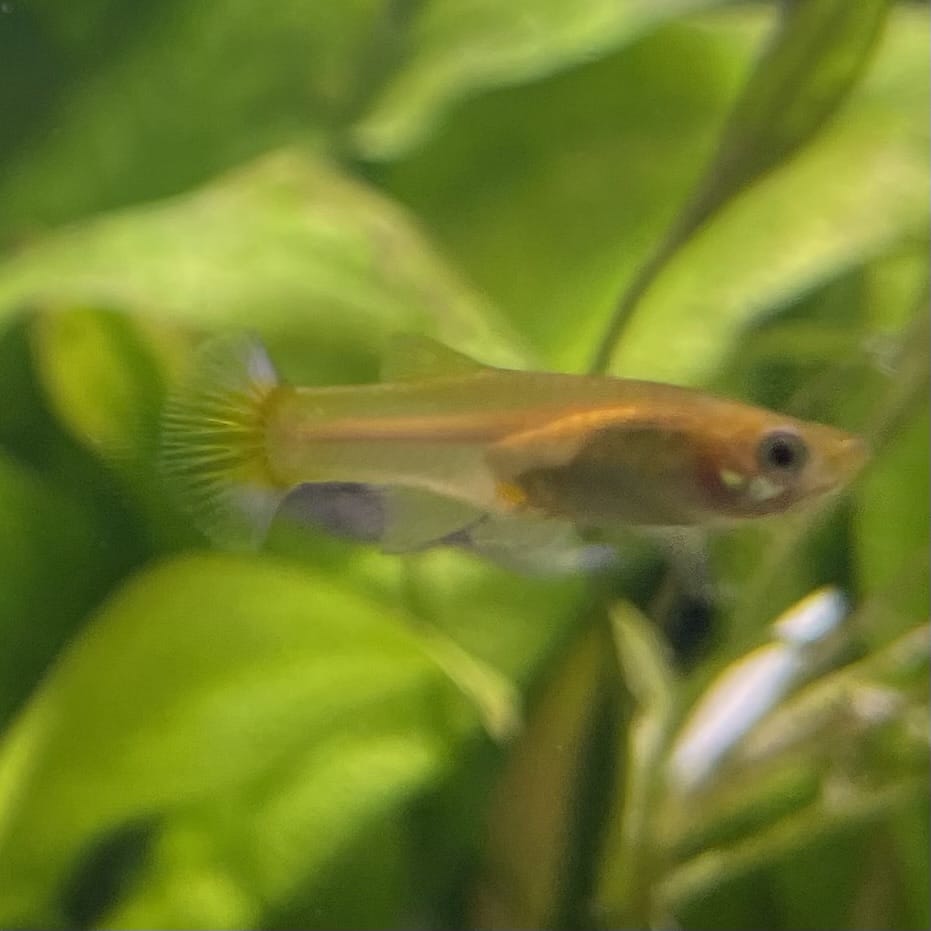 the-fish-farm Guppy Pineapple Cobra Guppy - Female 3-4cm Buy aquarium fish and Pineapple Cobra female Guppies from The Fish Farm