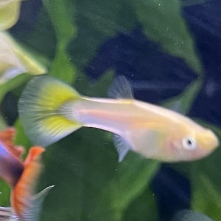 the-fish-farm Guppy Pineapple Cobra Guppy - Female 3-4cm Buy aquarium fish and Pineapple Cobra female Guppies from The Fish Farm