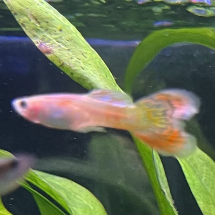 the-fish-farm Guppy Pineapple Cobra Guppy - Male 3-4cm Buy Pineapple Cobra Guppy - Male from The Fish Farm Australia