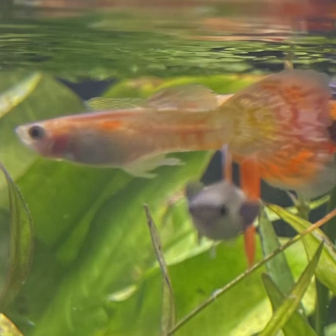 the-fish-farm Guppy Pineapple Cobra Guppy - Male 3-4cm Buy Pineapple Cobra Guppy - Male from The Fish Farm Australia