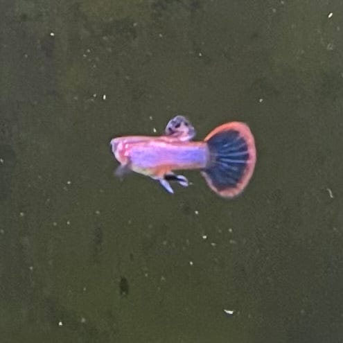 the-fish-farm Guppy Pink Magenta Guppy - Male Buy Male Pink Magenta Guppies from The Fish Farm Australia
