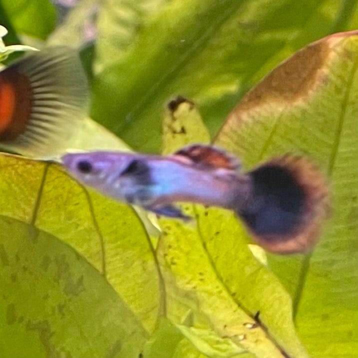 the-fish-farm Guppy Pink Magenta Guppy - Male Buy Male Pink Magenta Guppies from The Fish Farm Australia