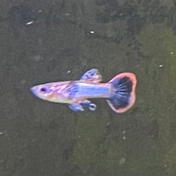 the-fish-farm Guppy Pink Magenta Guppy - Male Buy Male Pink Magenta Guppies from The Fish Farm Australia