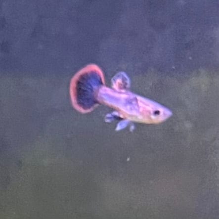 the-fish-farm Guppy Pink Magenta Guppy - Male Buy Male Pink Magenta Guppies from The Fish Farm Australia