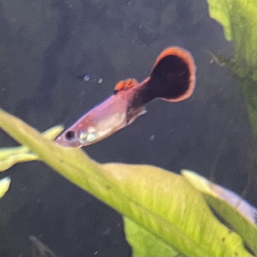 the-fish-farm Guppy Pink Tuxedo Guppy - Male 3-4cm Buy Pink Tuxedo Guppy - Male from The Fish Farm Australia