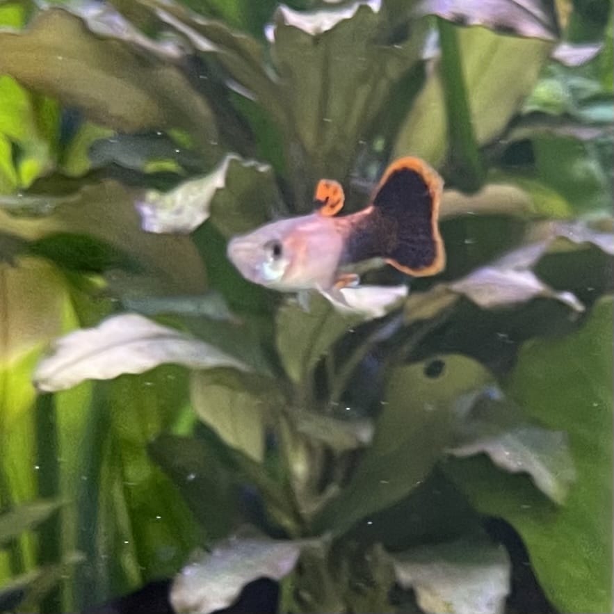 the-fish-farm Guppy Pink Tuxedo Guppy - Male 3-4cm Buy Pink Tuxedo Guppy - Male from The Fish Farm Australia