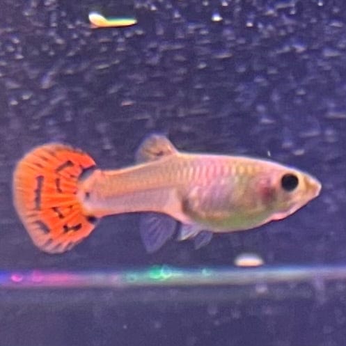 the-fish-farm Guppy Red Cobra Guppy - Female 3-4cm Buy live Male Red Cobra Guppy from The Fish Farm Australia