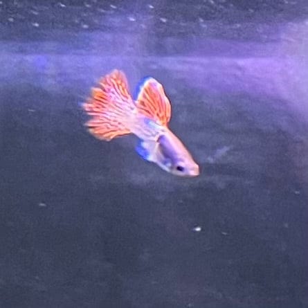 the-fish-farm Guppy Red Lace Guppy - Male 3-4cm Buy Male Red Lace Guppies from The Fish Farm Australia