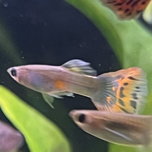 the-fish-farm Guppy Red Mosiac Tail Guppy - Male 3-4cm Shop for Male Red Mosiac Tail Guppies from The Fish Farm Australia
