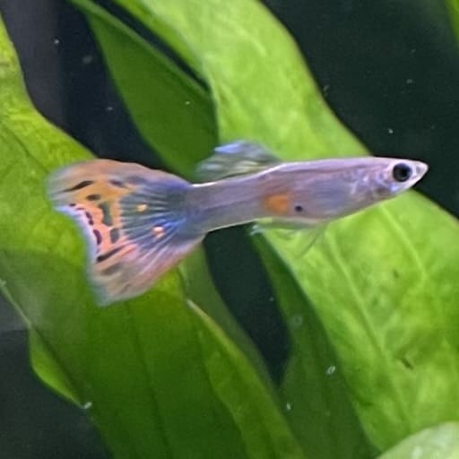 the-fish-farm Guppy Red Mosiac Tail Guppy - Male 3-4cm Shop for Male Red Mosiac Tail Guppies from The Fish Farm Australia