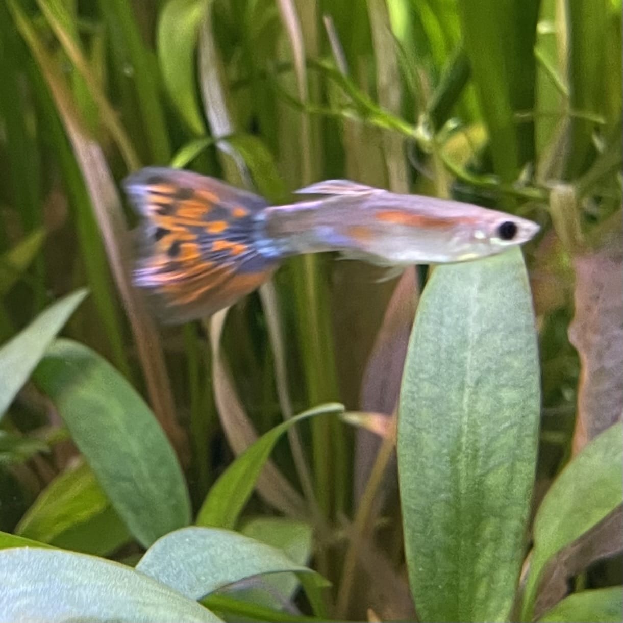 the-fish-farm Guppy Red Mosiac Tail Guppy - Male 3-4cm Shop for Male Red Mosiac Tail Guppies from The Fish Farm Australia