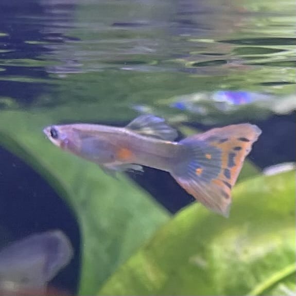 the-fish-farm Guppy Red Mosiac Tail Guppy - Male 3-4cm Shop for Male Red Mosiac Tail Guppies from The Fish Farm Australia