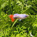 the-fish-farm Guppy Santa Claus Dumbo (Elephant Ear) Guppy - Male 3-4cm Buy Santa Claus Dumbo Elephant Ear Guppy - Male from The Fish Farm Australia