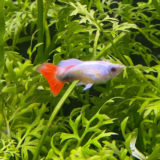 the-fish-farm Guppy Santa Claus Dumbo (Elephant Ear) Guppy - Male 3-4cm Buy Santa Claus Dumbo Elephant Ear Guppy - Male from The Fish Farm Australia