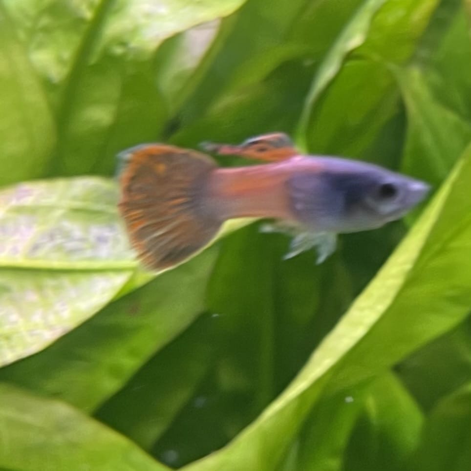 the-fish-farm Guppy Shakthi-Batik Guppy - Male 3-4cm Shop for Male Shakthi-Batik Guppies from The Fish Farm Australia