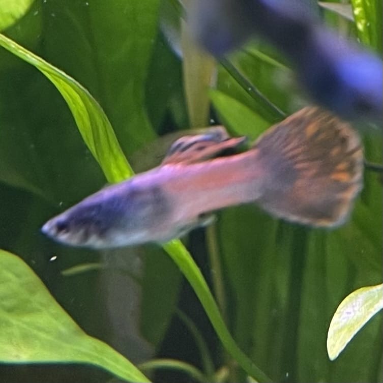 the-fish-farm Guppy Shakthi-Batik Guppy - Male 3-4cm Shop for Male Shakthi-Batik Guppies from The Fish Farm Australia