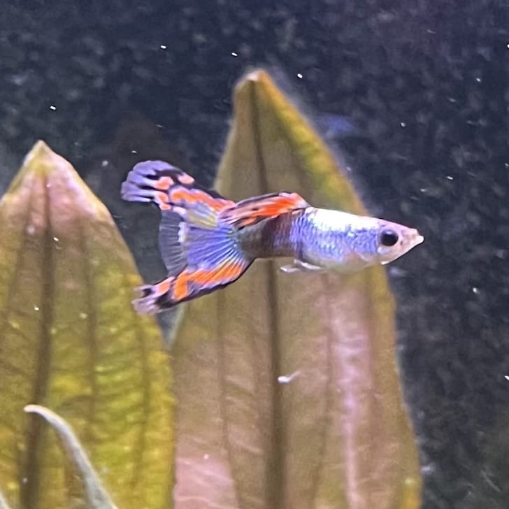 the-fish-farm Guppy Silver Door Guppy - Male 3-4cm Buy male Silver Door Guppy shipped to you from The Fish Farm Australia