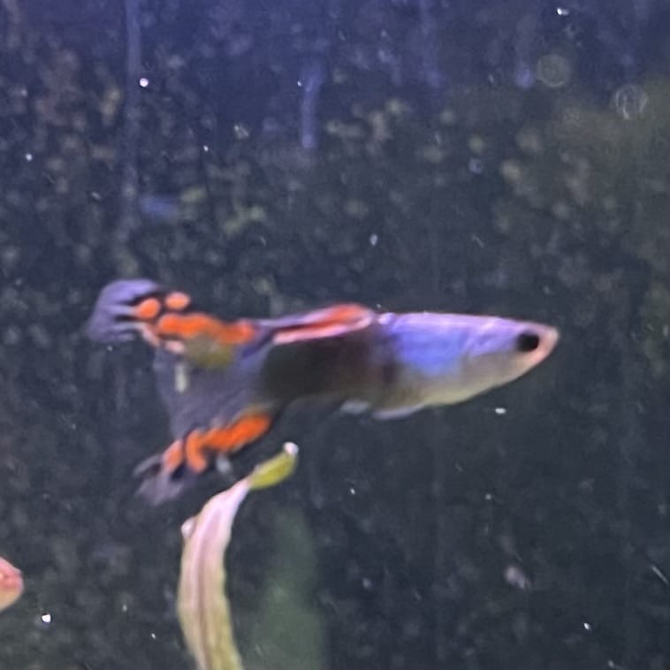 the-fish-farm Guppy Silver Door Guppy - Male 3-4cm Buy male Silver Door Guppy shipped to you from The Fish Farm Australia