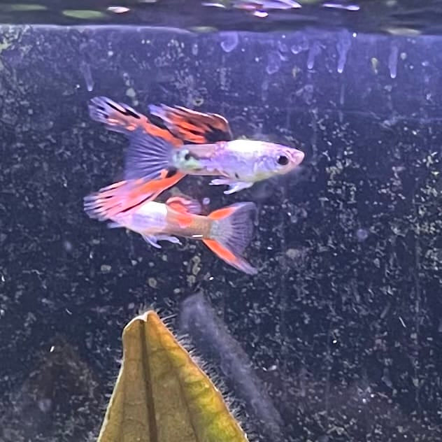 the-fish-farm Guppy Silver Door Guppy - Male 3-4cm Buy male Silver Door Guppy shipped to you from The Fish Farm Australia