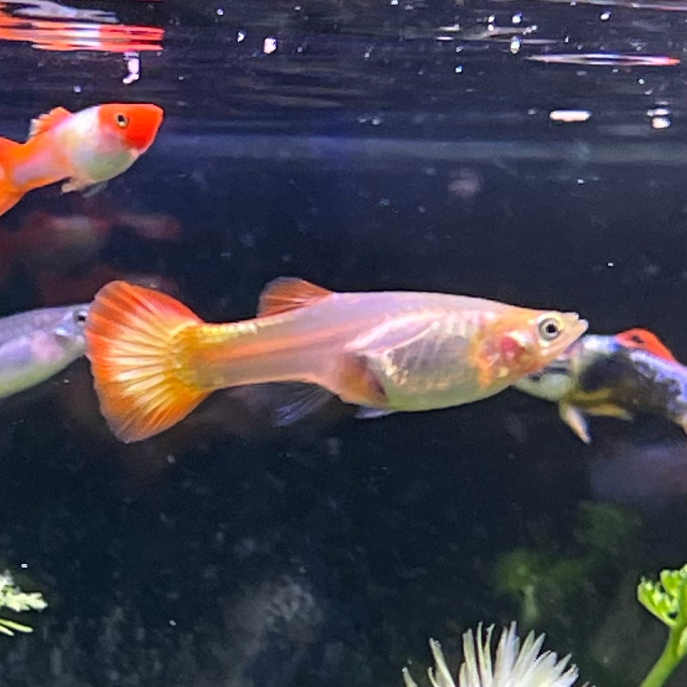 the-fish-farm Guppy Sunset Guppy - Female 3-4cm Buy Female Sunset Guppies shipped direct from The Fish Farm Australia