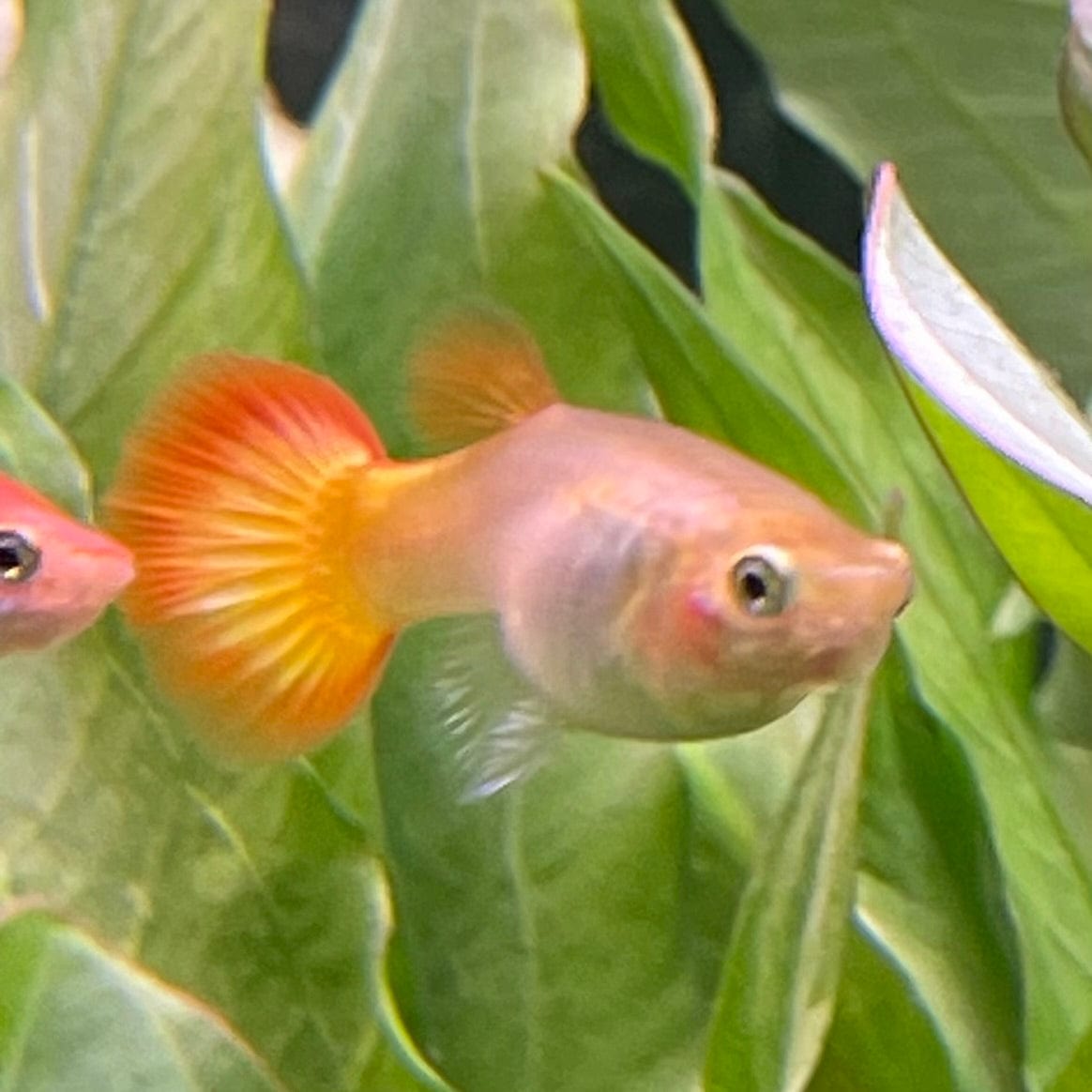 the-fish-farm Guppy Sunset Guppy - Female 3-4cm Buy Female Sunset Guppies shipped direct from The Fish Farm Australia