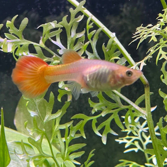 the-fish-farm Guppy Sunset Guppy - Female 3-4cm Buy Female Sunset Guppies shipped direct from The Fish Farm Australia