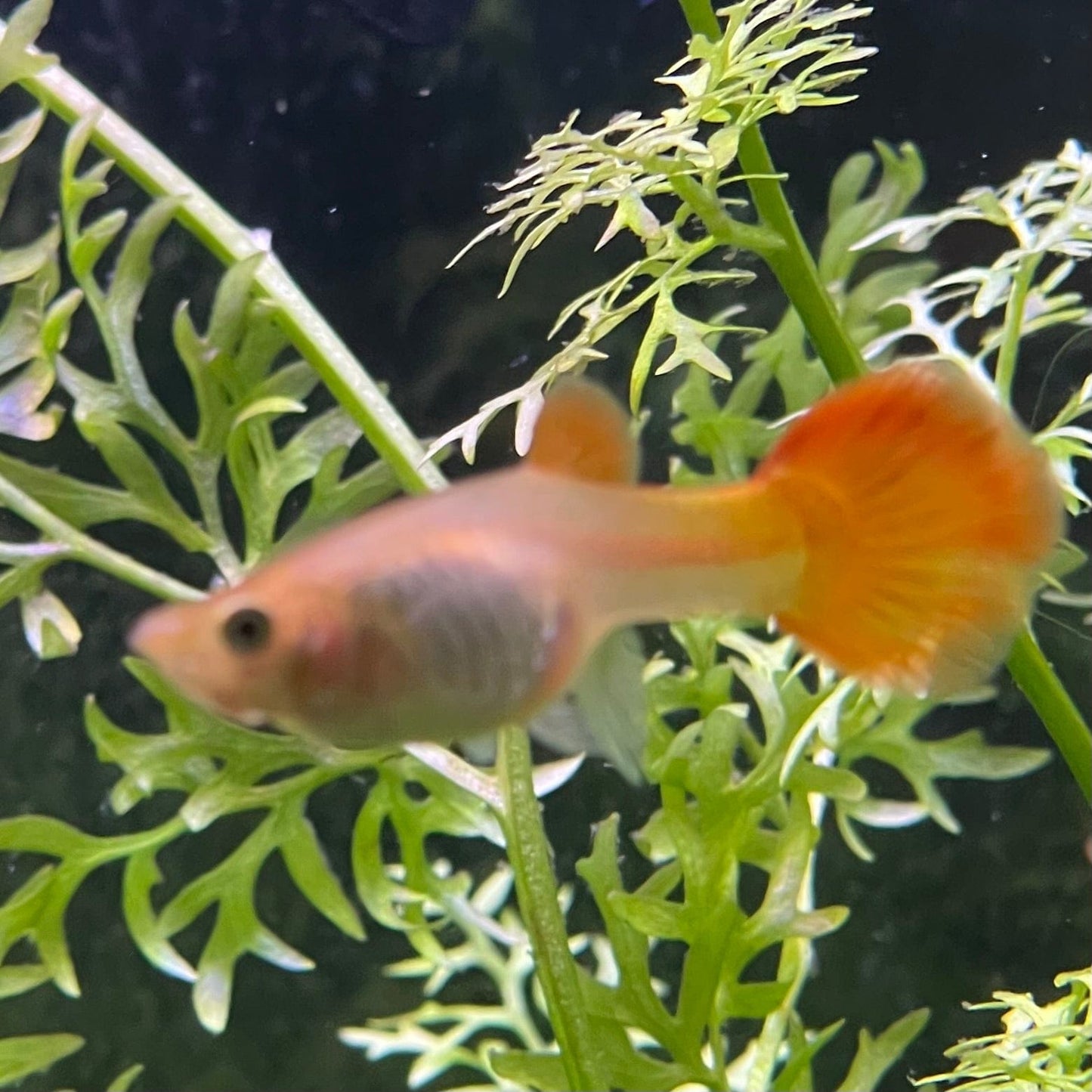 the-fish-farm Guppy Sunset Guppy - Female 3-4cm Buy Female Sunset Guppies shipped direct from The Fish Farm Australia