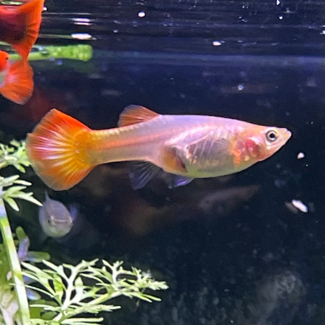 the-fish-farm Guppy Sunset Guppy - Female 3-4cm Buy Female Sunset Guppies shipped direct from The Fish Farm Australia