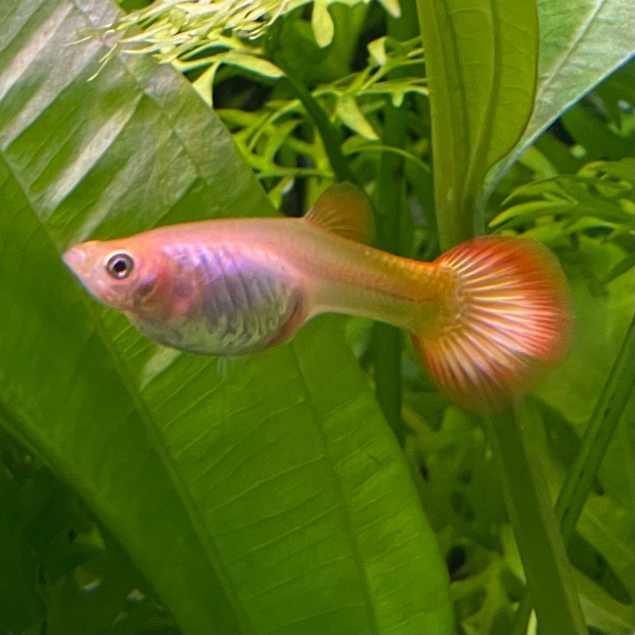 the-fish-farm Guppy Sunset Guppy - Female 3-4cm Buy Female Sunset Guppies shipped direct from The Fish Farm Australia