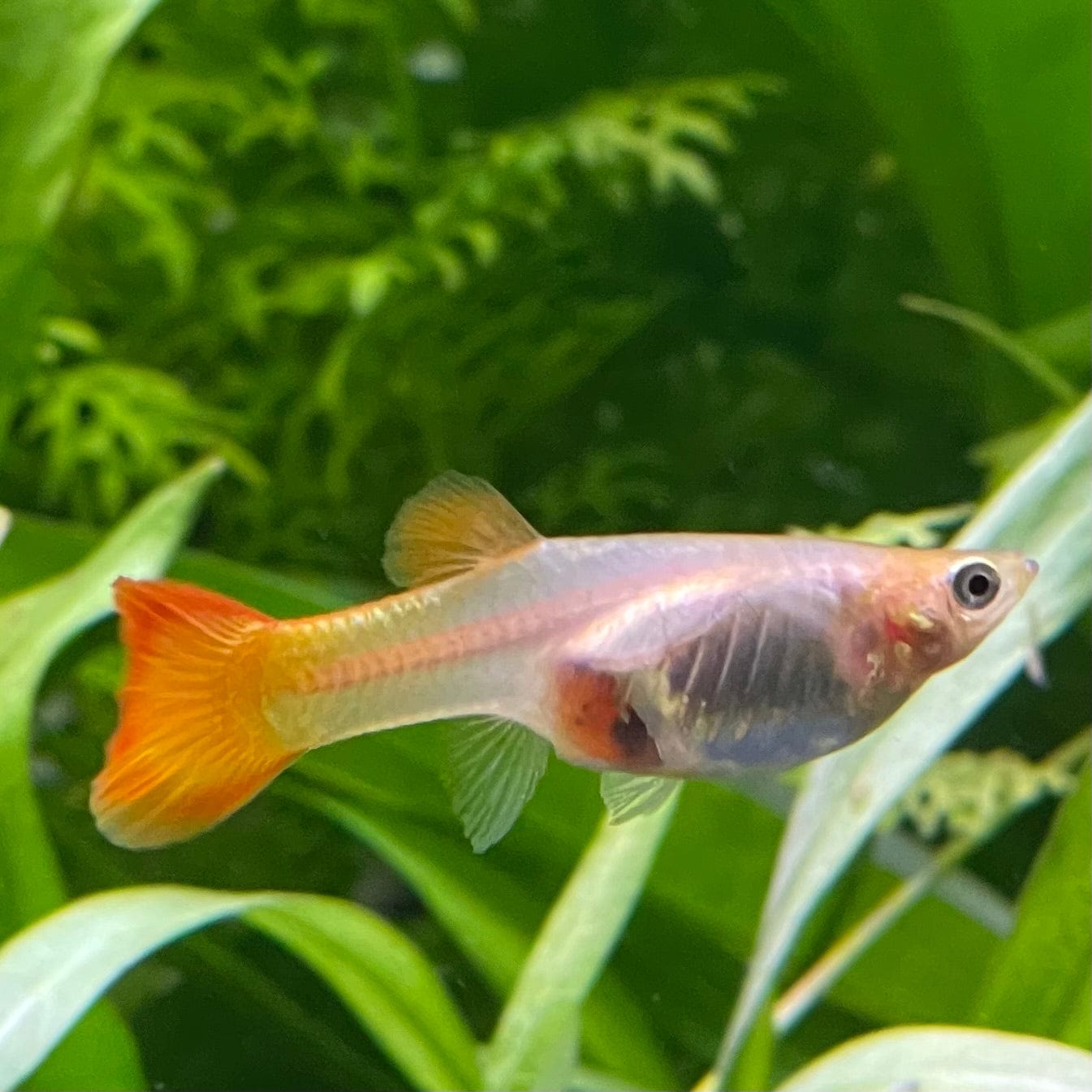 the-fish-farm Guppy Sunset Guppy - Female 3-4cm Buy Female Sunset Guppies shipped direct from The Fish Farm Australia