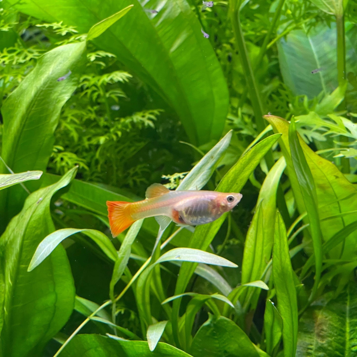 the-fish-farm Guppy Sunset Guppy - Female 3-4cm Buy Female Sunset Guppies shipped direct from The Fish Farm Australia