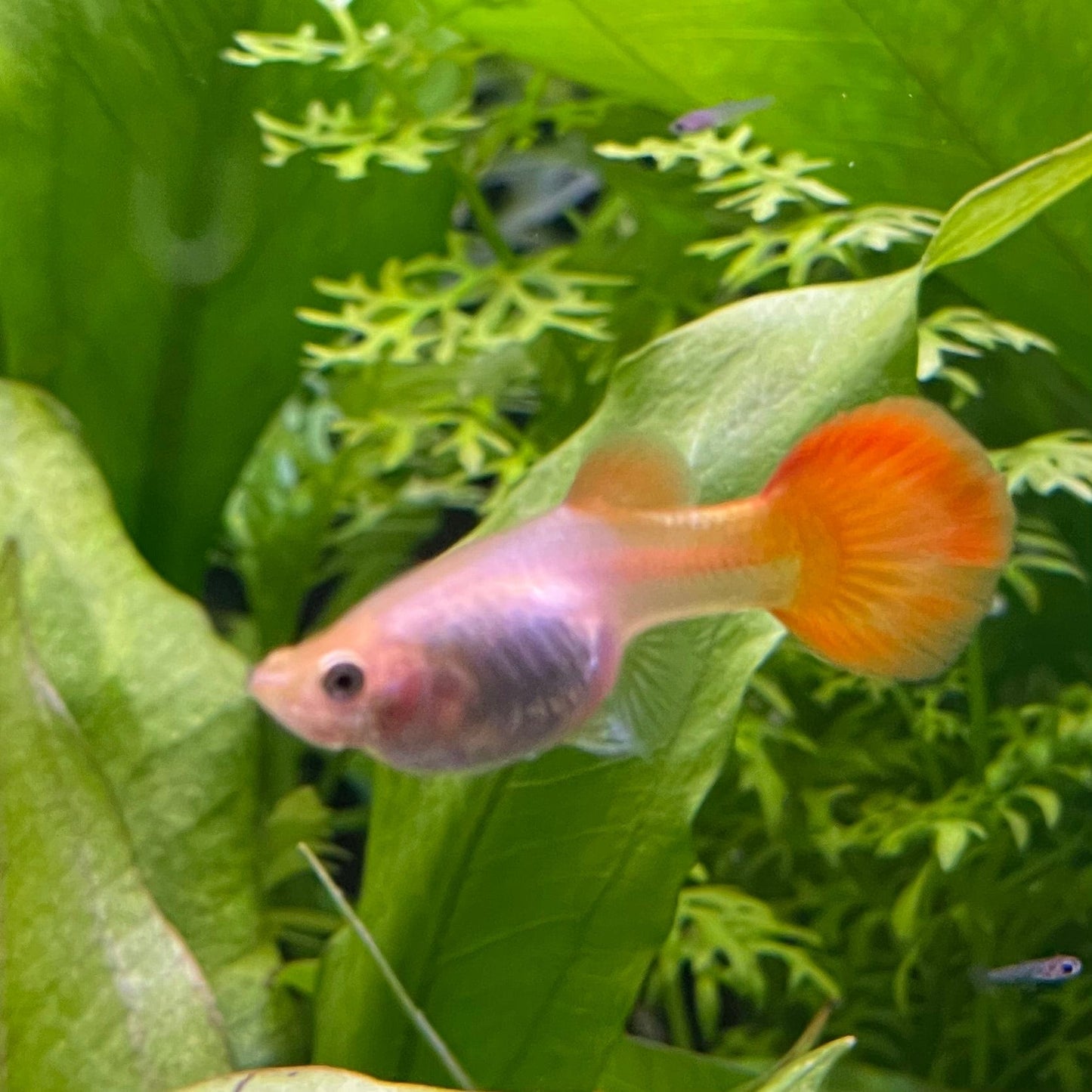the-fish-farm Guppy Sunset Guppy - Female 3-4cm Buy Female Sunset Guppies shipped direct from The Fish Farm Australia