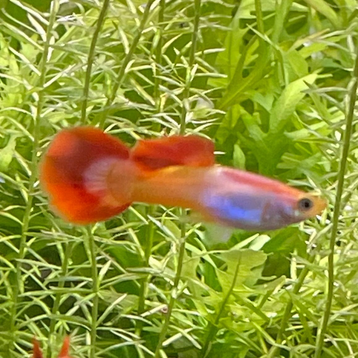 the-fish-farm Guppy Sunset Guppy - Male 3-4cm Buy male Sunset Guppies shipped direct from The Fish Farm Australia