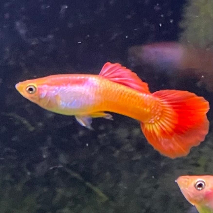 the-fish-farm Guppy Sunset Guppy - Male 3-4cm Buy male Sunset Guppies shipped direct from The Fish Farm Australia