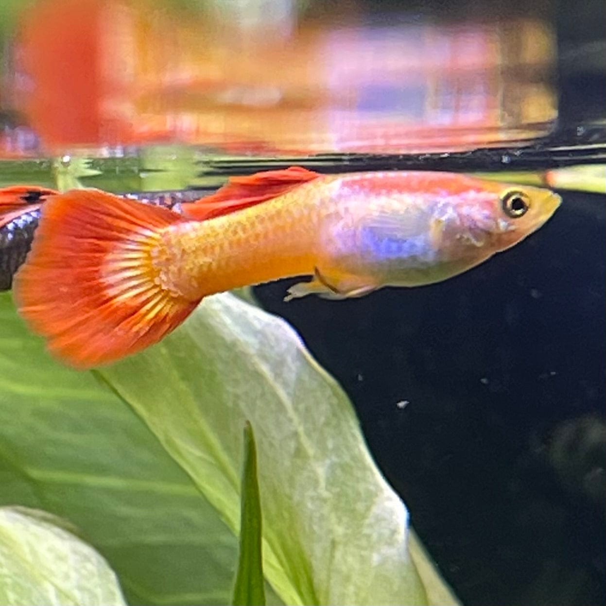 the-fish-farm Guppy Sunset Guppy - Male 3-4cm Buy male Sunset Guppies shipped direct from The Fish Farm Australia