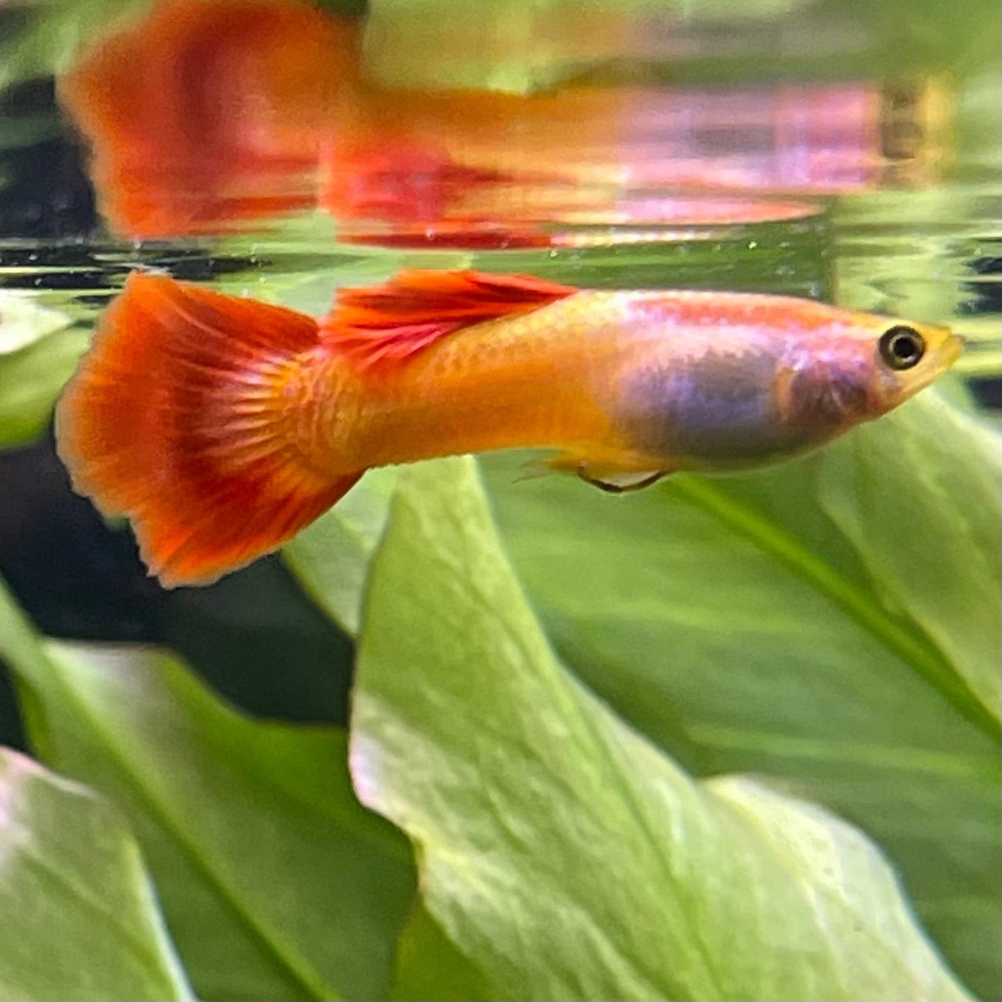 the-fish-farm Guppy Sunset Guppy - Male 3-4cm Buy male Sunset Guppies shipped direct from The Fish Farm Australia