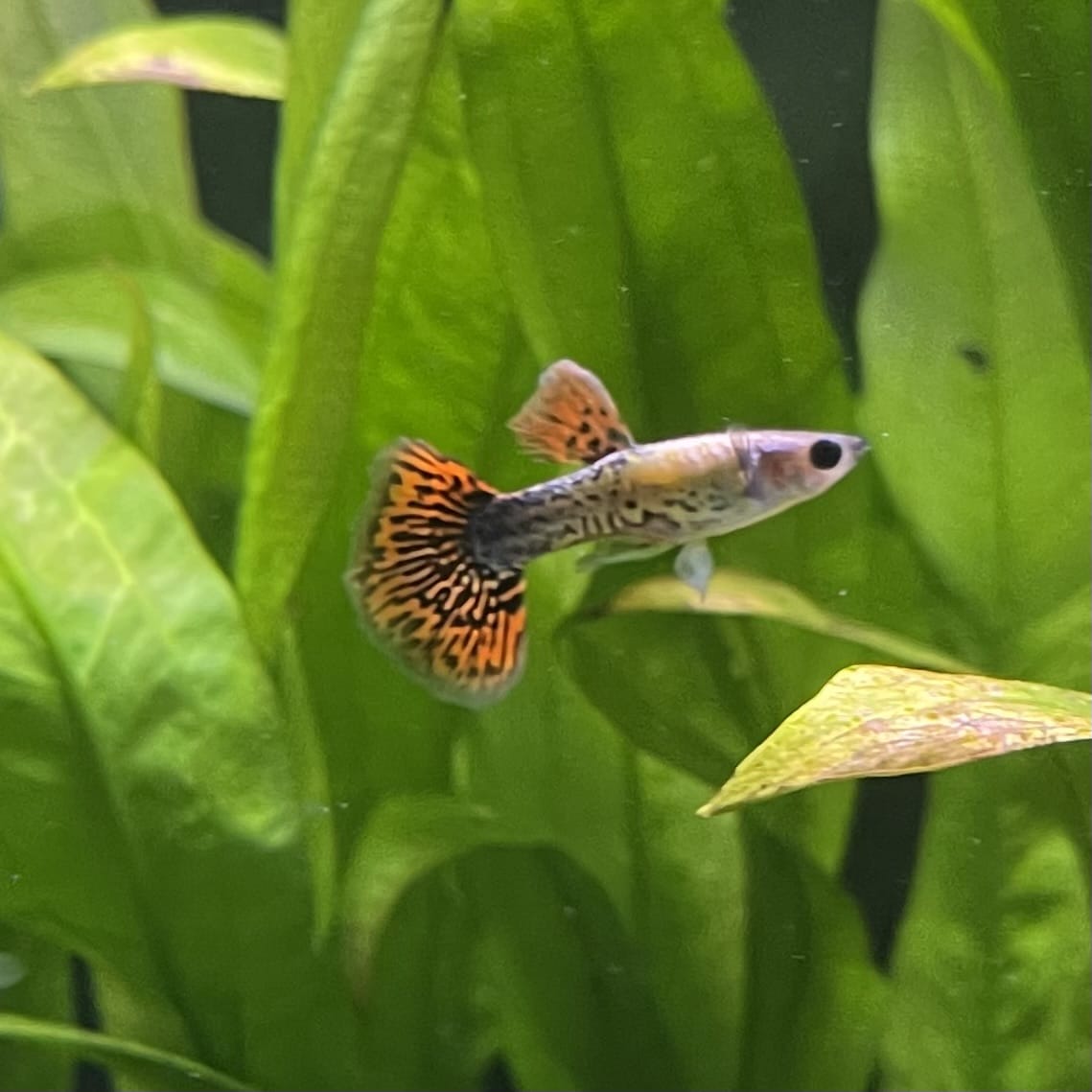 the-fish-farm Guppy Tiger Guppy - Male 3-4cm Buy Aquarium Fish and Male Tiger Guppies from The Fish Farm Australia