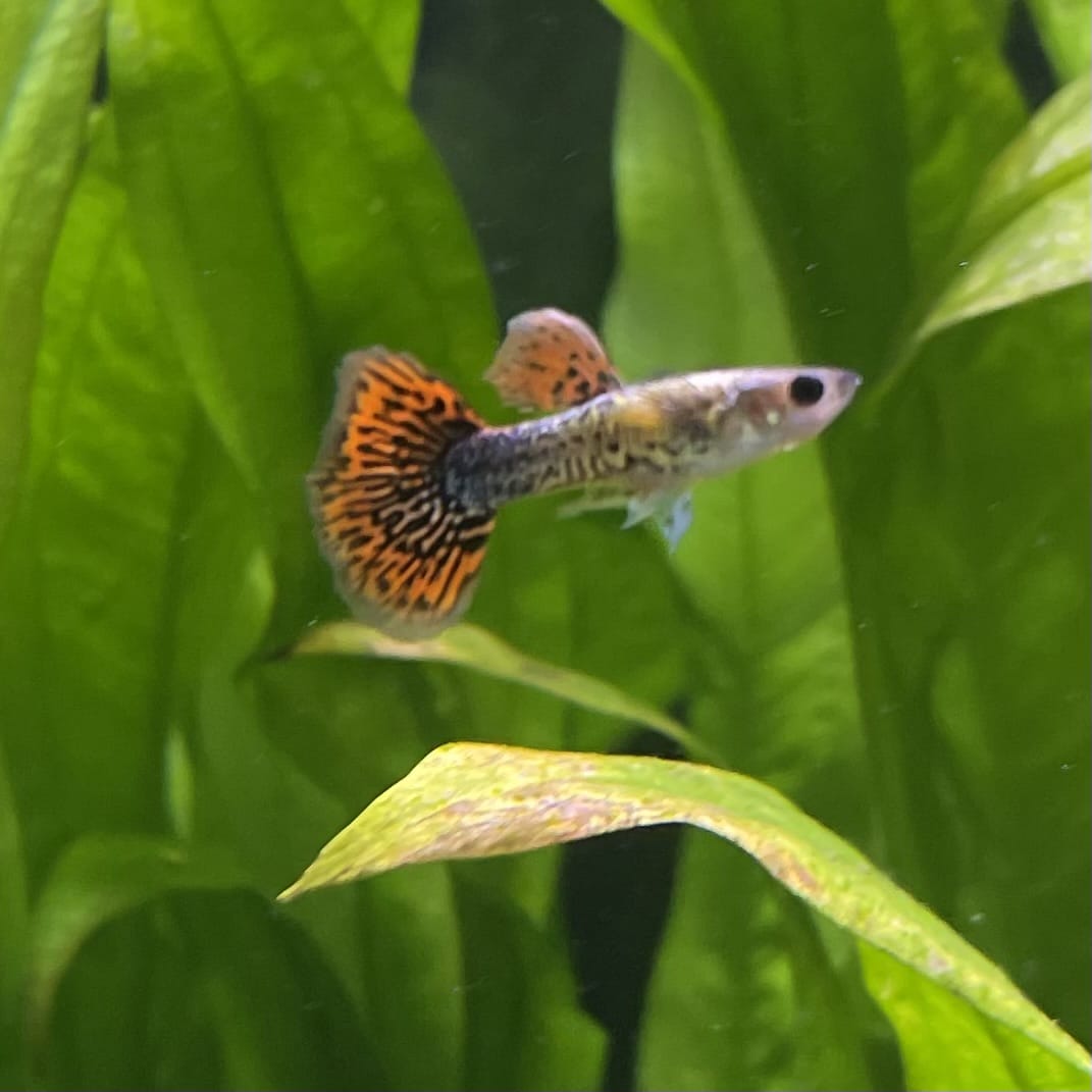 the-fish-farm Guppy Tiger Guppy - Male 3-4cm Buy Aquarium Fish and Male Tiger Guppies from The Fish Farm Australia