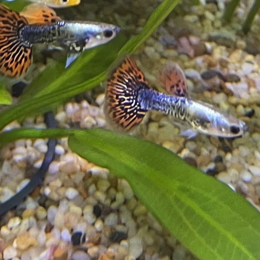 the-fish-farm Guppy Tiger Guppy - Male 3-4cm Buy Aquarium Fish and Male Tiger Guppies from The Fish Farm Australia