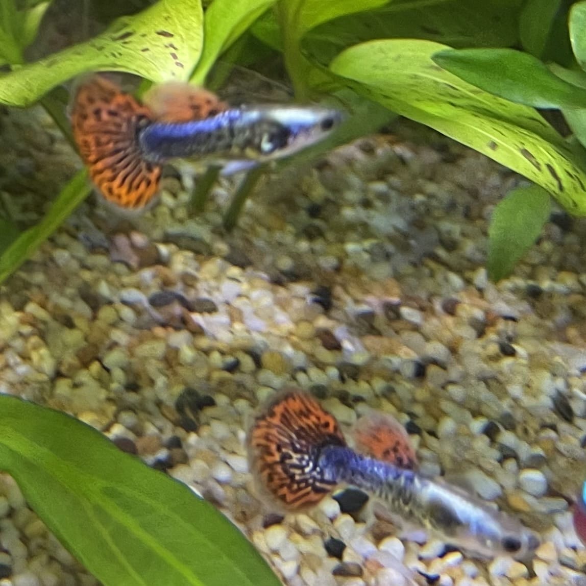 the-fish-farm Guppy Tiger Guppy - Male 3-4cm Buy Aquarium Fish and Male Tiger Guppies from The Fish Farm Australia