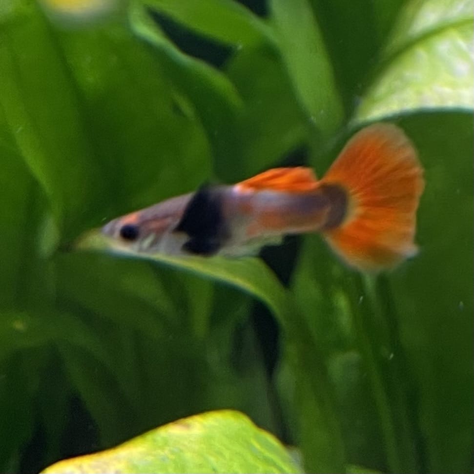 the-fish-farm Guppy Violet Red Guppy - Male 3-4cm Buy Violet Red Guppy - Male from The Fish Farm Australia