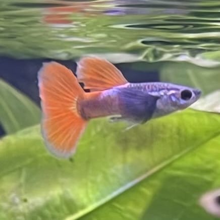 the-fish-farm Guppy Violet Red Guppy - Male 3-4cm Buy Violet Red Guppy - Male from The Fish Farm Australia